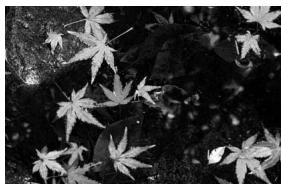 KONICA MINOLTA DIMAGE X20 - Shooting tips - 3
