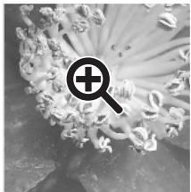KONICA MINOLTA SCAN DUAL IV - Magnifying tool - 1