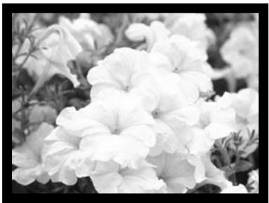 MINOLTA DIMAGE E201 - CLOSE-UP PHOTOGRAPHY (Macro Mode) - 4