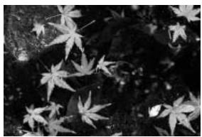 MINOLTA DIMAGE E223 - Exposure compensation - 5