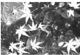 MINOLTA DIMAGE E223 - Exposure compensation - 3