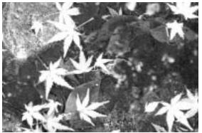 MINOLTA DIMAGE F200 - Using exposure and flash compensation - 1