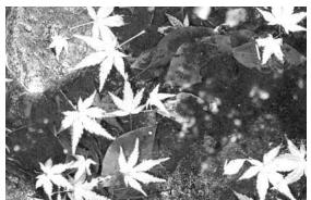 MINOLTA DIMAGE X20 - Shooting tips - 1