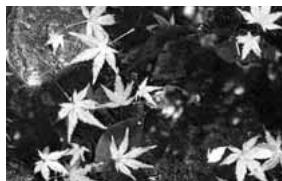 MINOLTA DIMAGE X60 - Shooting tips - 2