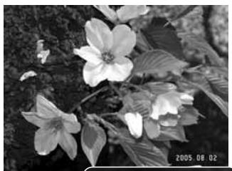 MINOLTA DIMAGE X60 - DATE IMPRINTING - 2