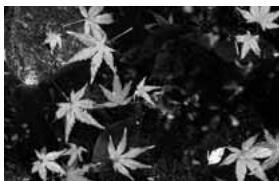 MINOLTA DIMAGE X60 - Shooting tips - 3