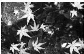 MINOLTA DIMAGE XG - Shooting tips - 2