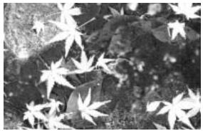 MINOLTA DIMAGE XT - Shooting tips - 1