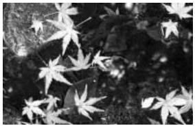 MINOLTA DIMAGE XT - Shooting tips - 2
