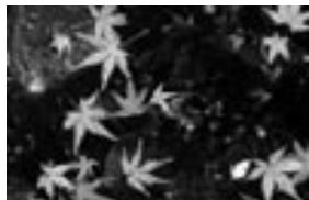 MINOLTA DIMAGE E323 - Shooting tips - 3