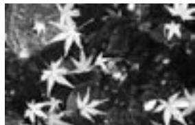 MINOLTA DIMAGE E323 - Shooting tips - 2