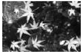 MINOLTA DIMAGE S414 - Shooting tips - 2