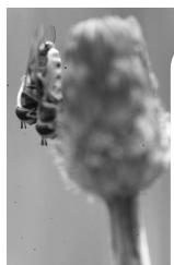 MINOLTA AF-2840 - Auto Dust Brush - Removing the effect of dust - 3