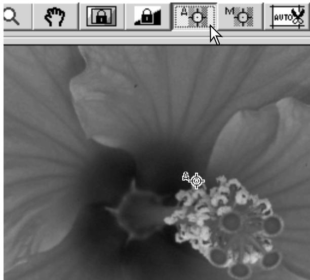 MINOLTA DIMAGE SCAN DUAL III - Point AF (Autofocus) - 1