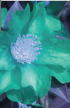 MINOLTA DIMAGE SCAN DUAL III - Hue corrections - 2