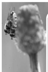 MINOLTA DIMAGE SCAN DUAL III - Auto Dust Brush – Removing the effect of dust - 3
