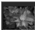 MINOLTA DIMAGE VIEWER 2.2 - SELECTING THUMBAILS - 1