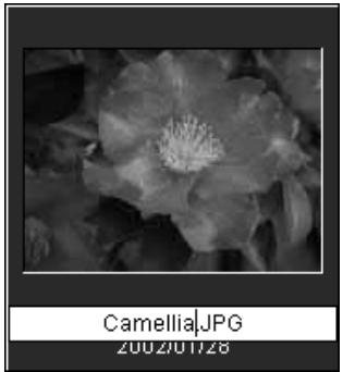 MINOLTA DIMAGE VIEWER 2.2 - RENAMING SINGLE FILES - 1