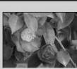 MINOLTA DIMAGE VIEWER 2.2 - SELECTING THUMBAILS - 5