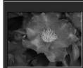 MINOLTA DIMAGE VIEWER 2.2 - SELECTING THUMBAILS - 4