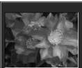 MINOLTA DIMAGE VIEWER 2.2 - SELECTING THUMBAILS - 2