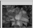 MINOLTA DIMAGE VIEWER 2.2 - SELECTING THUMBAILS - 3