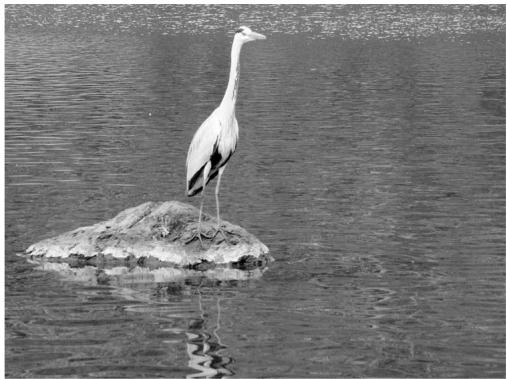 MINOLTA DIMAGE VIEWER 2.2 - A SHORT GUIDE TO HISTOGRAM CORRECTIONS - 5