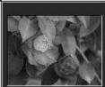 MINOLTA DIMAGE VIEWER 2.2 - SELECTING THUMBAILS - 6