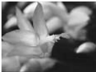 MINOLTA DYNAX 5 - Close-up - 1