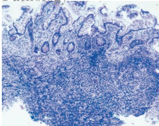 LEICA DM3000LED - Pathology - 1