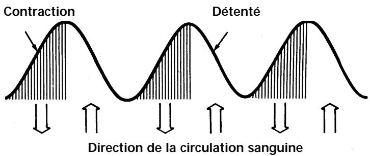 LEICA ERGO - Travail musculaire dynamique et statique - 1