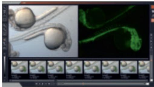 LEICA M165 FC - Advanced software for fluorescence applications - 4