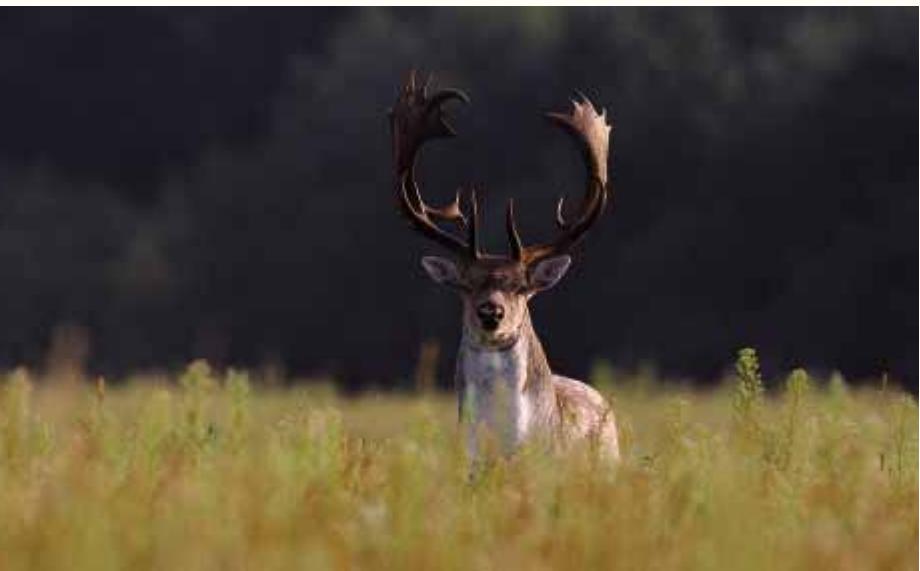 LEICA TELEVID 62 - The Call of Nature Unlike Roe, which tend to move in very small groups or singly, Fallow are far more gregarious and I have seen them in herds of up to 40 animals. Like the Roe I have shot a lot of them, and the big bucks with their large antlers do make some nice trophies. Quite often the dominant male will drive the younger mature bucks out of the herd and they tend to join up to make bachelor groups. - 1