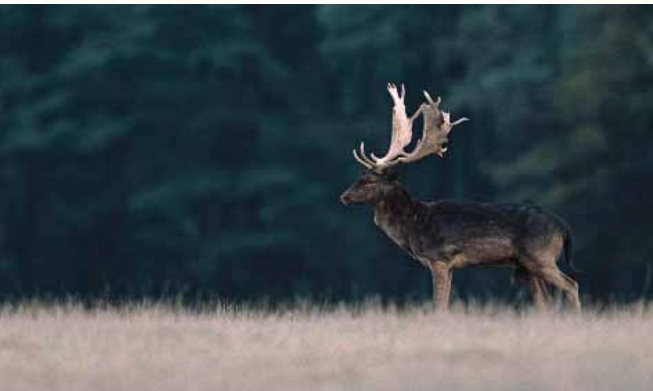 LEICA TELEVID 62 - Black Deer Quite the most striking looking deer in the UK is the melanistic Fallow, which due to their genetics produces an animal that in extreme case is pure black. Physically they look no different to the traditional spotted variety in size, sex, shape or antler, but their colouration is amazing. And I have had the pleasure of seeing these animals up close. - 1