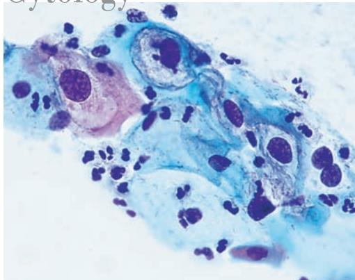 LEICA DM3000 - Cytology - 1