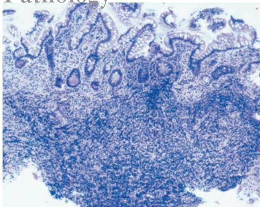 LEICA DM3000 - Pathology - 1