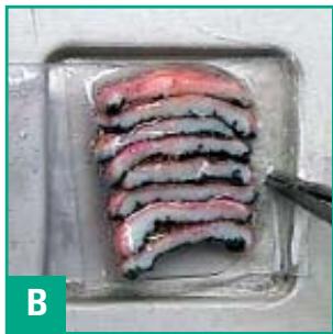 LEICA PRECISION CRYOEMBEDDING SYSTEM - The Results - 2