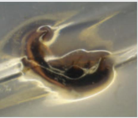 LEICA STEREO ZOOM - Modest space requirements - 7