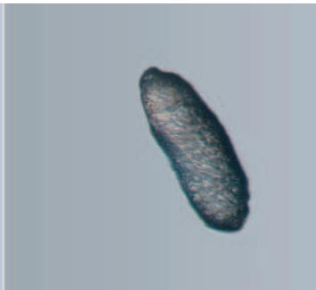 LEICA TL-BASES - The Quality of Light Used… - 3