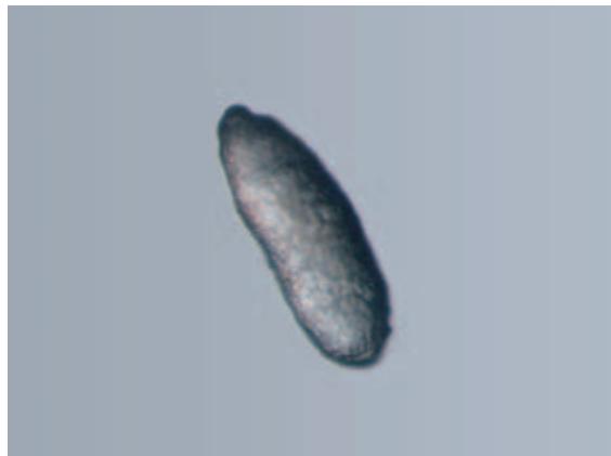 LEICA TL-BASES - The Quality of Light Used… - 1