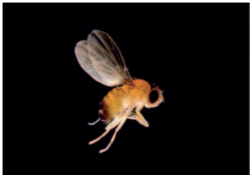 LEICA TL-BASES - Micromanipulation - 2