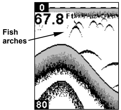 EAGLE CUDA 242 - Fish I.D. - 1