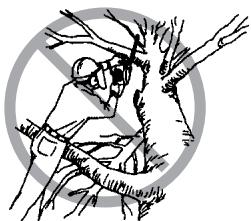 ECHO CHAIN SAW - VITAL SAFETY GEAR TO WEAR WHEN CUTTING: - 12