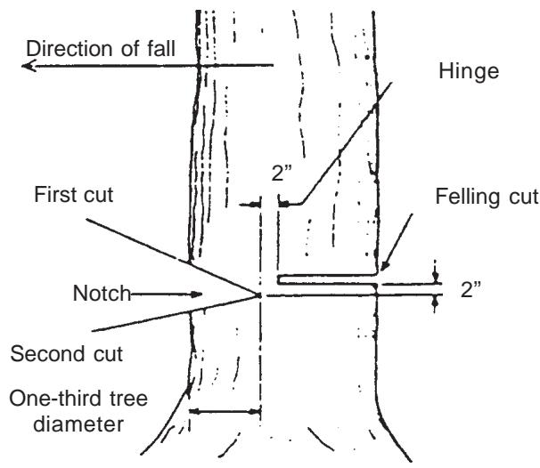 ECHO CS-345 - FELLING A TREE - 2
