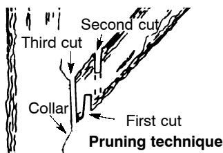 POULAN 380 - PRUNING - 1