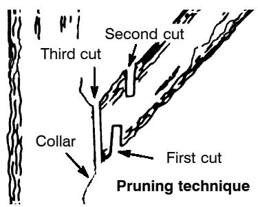POULAN 2025 - PRUNING - 1