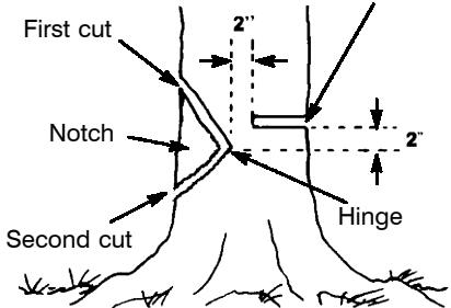 POULAN 2025 - NOTCH CUT AND FELLING THE TREE - 1