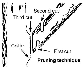 POULAN 2350 - PRUNING - 1