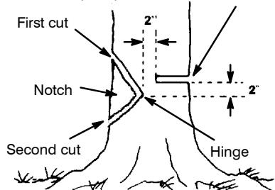 POULAN 2450 - NOTCH CUT AND FELLING THE TREE - 1