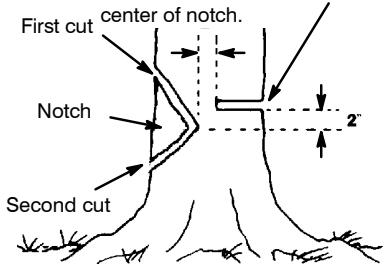 POULAN 2750 - NOTCH CUT AND FELLING THE TREE - 1